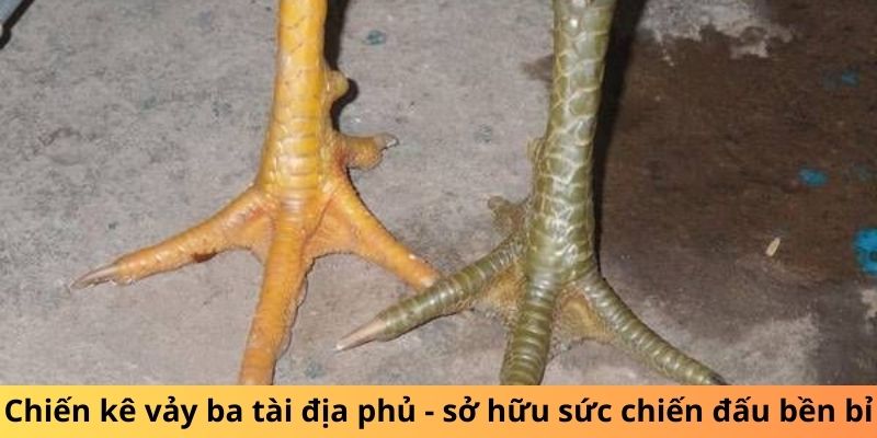 Chiến kê vảy ba tài địa phủ - sở hữu sức chiến đấu bền bỉ