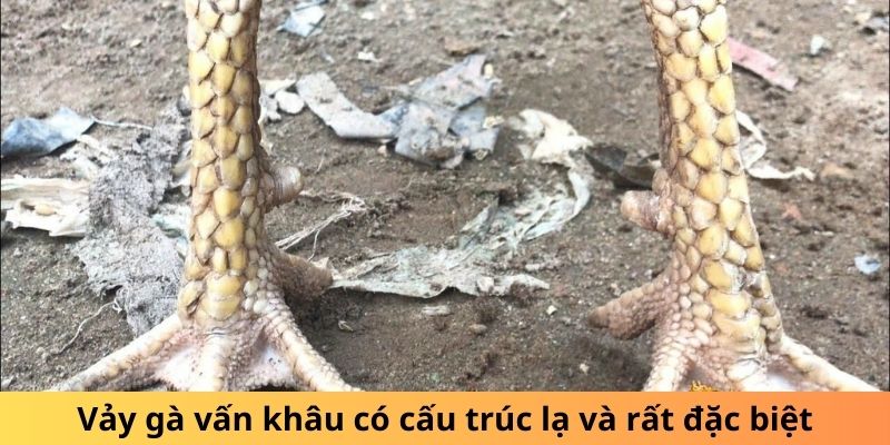 Vảy gà vấn khâu có cấu trúc lạ và rất đặc biệt